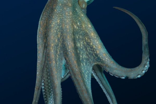 Solaris kraken